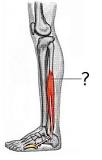 Image result for for what purpose is the treatment peroneal and perineal exercises used for
