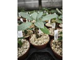 Image result for Monadenium fwambense