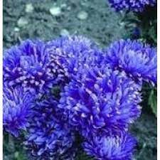 The Page You Requested Cannot Be Found Birth Flowers Aster Flower Aster