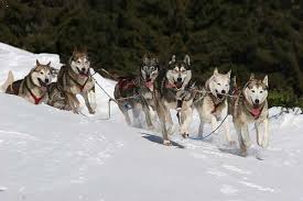 Devenez soigneur et musher d'un jour, profitez de la nature avec les nombreux lacs. Chiens De Traineau A Chamonix Mont Blanc Chamonix Net