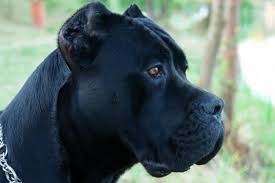 Ideally, after a perfect crop, you should start seeing the results in not more than 6 months. Ear Cropping A Dog All The Facts You Need