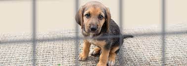 Where can i adopt a dog in utah? Where To Adopt Your Next Pet In Utah