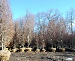 Image result for hornbeam hedge in winter