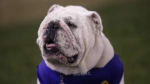 But blue won't be allowed to watch his squad live from little. Western Bulldogs Mascot And Lucky Charm Sid Dies Overnight Bendigo Advertiser Bendigo Vic