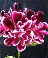 Image result for Geranium vagans