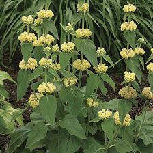 You can control lawn weeds with yellow flowers, such as dandelion, yellow clover and oxalis, by using a weed and feed fertilizer, but there are perhaps the best way to define a weed is as a plant that's growing where it isn't welcome, and on a lawn that's supposed to be solid green, that pretty. Sticky Jerusalem Sage Finegardening Garden Shrubs Plants Perennials