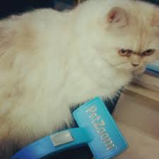 Namun anda harus memperhatikan kucing bulu kucing yang masuk saat kucing menjilati tubuhnya juga dapat mengakibatkan kucing muntah. Jaga Bulu Kucing Dennis Zill