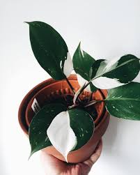 The Variegation On This Philodendron White Knight Is Philodendron Philodendronwhiteknight Greenedit Plantmongo P Variegated Plants Indoor Plants Plants