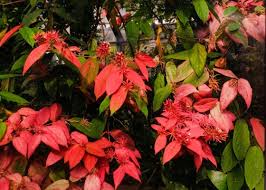 Image result for Combretum engleri