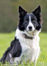 Winnie Escaped With Two Popped Lungs And A Fractured Pelvis A Scan At The Time Revealed All Of Her Six Babies Had Been Unharmed Collie Dog Collie Puppies Dogs