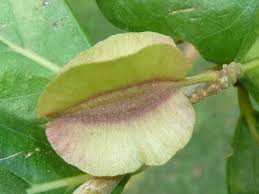 Image result for Combretum pisoniiflorum