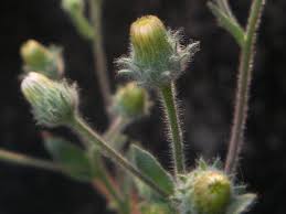 Image result for Pseudoconyza