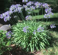Image result for Agapanthus codii