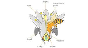 Maybe you would like to learn more about one of these? The Pollinators A Superhero Story Las