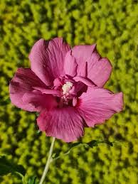 Image result for Hibiscus torrei