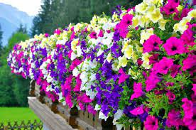 Petunias are one of the most popular summer annuals of all for growing in flowerbeds, containers and hanging baskets. How Fast Do Petunias Grow Getting To Know About Petunias Conserve Energy Future