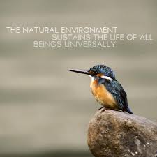 Environmental Quote Environmental Advocates Of New York Www Eany Org Environmental Quotes Environment Quotes Nature Conservation