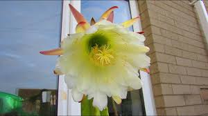 A skinny pedro is not getting enough light. My Trichocereus Pachanoi Cactus San Pedro Cactus From Big Bud To Big Full Bloom Vlog Youtube