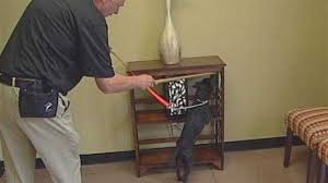 Serving louisville, ky and surrounding counties. Dog Trained To Sniff Out Bedbugs