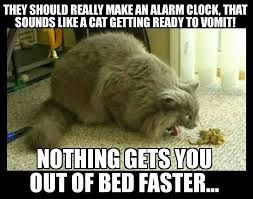 So True Funny Cat Memes Cat Memes Clean Cat Memes