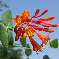 We did not find results for: Flame Honeysuckle Shrub Arizona A P Nursery