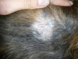 vypadaet sherst u sobaki iz za perhoti i ne tolko shelushitsya kozha