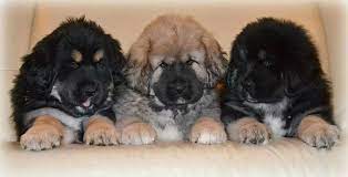 Tibetian Mastiff Puppies Mastiff Puppies Tibetan Mastiff Puppy Mastiff Puppies For Sale