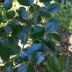 Image result for Dovyalis zeyheri