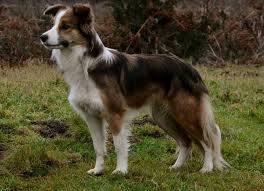 Australian Shepherd Border Collie Black And Brown Border Collie