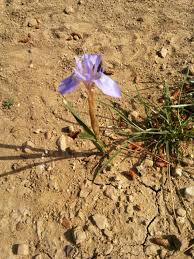 Iris Nevruz Doga Cicek Ormanlar