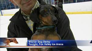 These dogs hit the ice during the wiener dog race at saturday's green bay gamblers hockey game. 2nd Annual Wiener Dog Derby At Fox Valley Ice Arena To Benefit Local Animal Rescue Abc7 Chicago