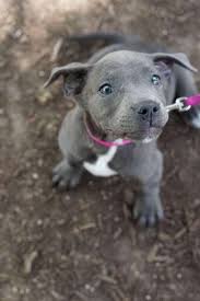 Getting a male pitbull/american bull dog mix. American Bulldog Breed Everything You Need To Know About This Dog