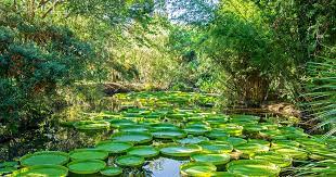 Every winter, kanapaha holds an annual winter bamboo sale. Oakmont S Flowery Neighbor Kanapaha Botanical Gardens Oakmont