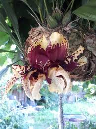 Image result for Rhipidoglossum densiflorum