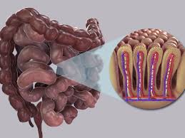 The large intestine is a long tubular structure that is not coiled like small intestine. Exploring The Small Intestine