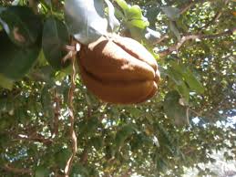 Despite its name, money doesn't grow on a money tree. Pachira Aquatica Available In Thailand And Laos Discovery Garden