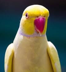 Search Google Parrot Parrot Wallpaper Yellow Parakeet
