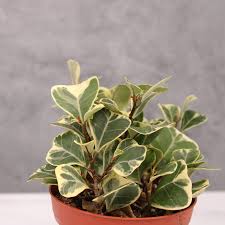 Image result for Ficus triangularis