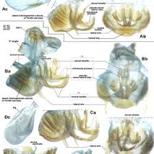Image result for Scleria bambariensis