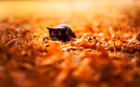 Download Imagens Negro Gato British Shorthair 4k Animais De Estimacao Gato Preto Outono Gatos Gato British Shorthair Gratis Imagens Livre Papel De Parede