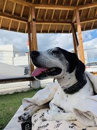 岡山 保護 犬 ポルカ