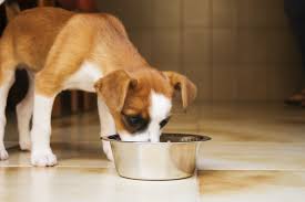Best dog food brands for large dogs 9 Best Dog Foods For Sensitive Stomachs 2021 Reviews