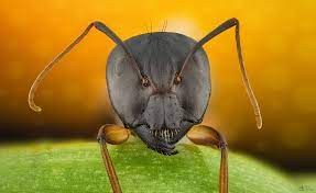 His photography career started in 2015, he has worked on an endless series of projects, portrait, and commercials. Ant Macro In Photography On The Net Forums