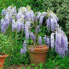 Our wisteria codes 2021 wiki has the latest list of working new active codes. 1 Tree Standard Wisteria Sinensis Tree Animatolka Pl