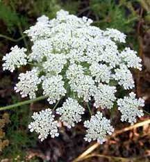 Garden Flower Ammi Majus Bishop S Flower Higgledy Garden