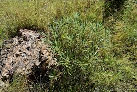 Image result for Berkheya zeyheri