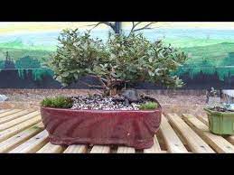 May 21, 2021 · soft aluminum or copper gauze wire can be used to train the tree in any particular direction of your choice. Making A Bonsai From A Home Depot Nursery Find Youtube Cool Plants Bonsai Trees To Plant