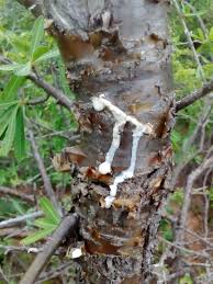 Image result for Euphorbia matabelensis