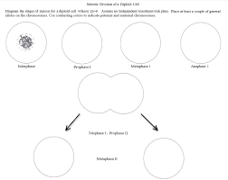 You can actually observe mitosis in the school. Solved Mitotic Division Of A Diploid Cell Diagram The Sta Chegg Com