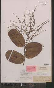 Image result for Homalium abdessammadii